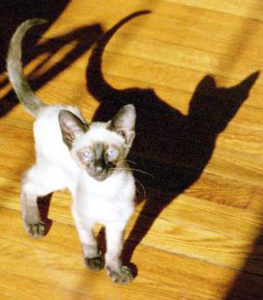 PAD cat/shadow
