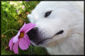 dognflower_blog