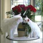 From the Page-A-Day Photo Files: Valentine’s Day