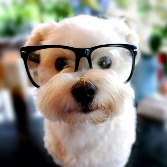 hipster dog needs glasses