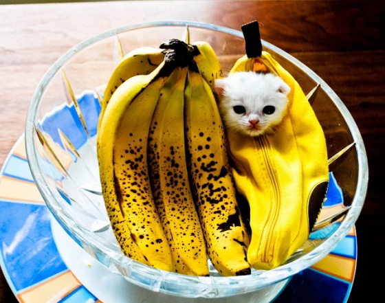 Bananagrams Kitten from Cute Overload