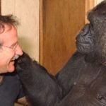 Wednesday Cute: Robin Williams and Koko