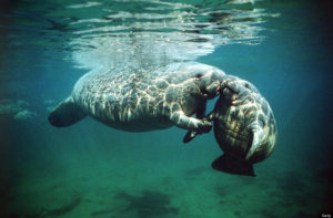Manatee kisses for all:*