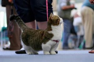 The Munchkin Rug Hugger, the world's cutest cat