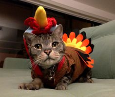 Turkey Cat 2