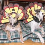 Wednesday Cute: Thanksgiving Edition