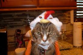 Unhappy Turkey Cat