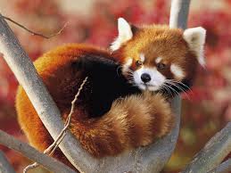Curled Up Baby Red Panda