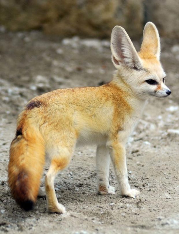 Wednesday Cute: The Fantastic Fennec Fox - Workman Publishing