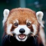 Wednesday Cute: Red Panda Edition