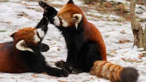 High five for red pandas!