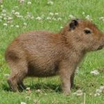 Wednesday Cute: Capybara Edition