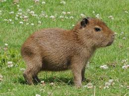 Baby Capybara 1