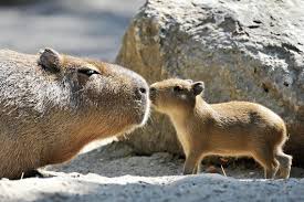 Baby Capybara and mama