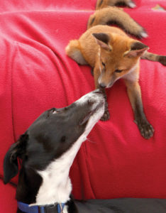 SWNS_FOX_AND_HOUND_02_2