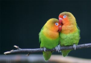 Lovebirds2
