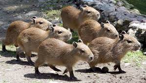 Multiple Baby Capybaras