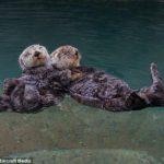 Wednesday Cute: Lessons In Love From The Animal Kingdom
