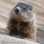 Wednesday Cute: Groundhog Day Edition