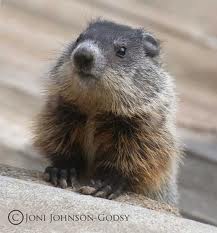 hello groundhog