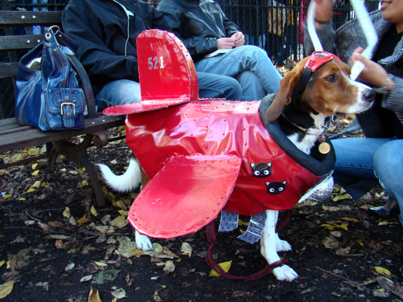 Dog_dressed_in_an_airplane_outfit