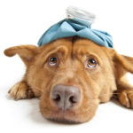 Dog First Aid for Summer Health Hazards