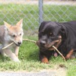 UNLIKELY FRIENDSHIPS: The Rottweiler and the Wolf Pup