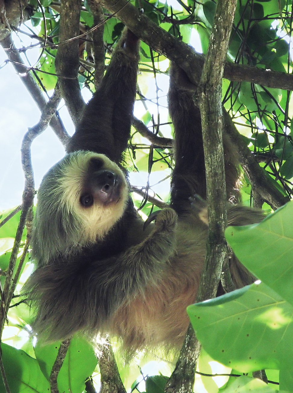 two-toed_sloth_costa_rica_-_cropped