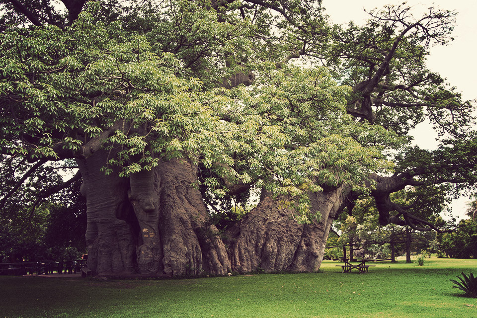 big-baobab-bar-3