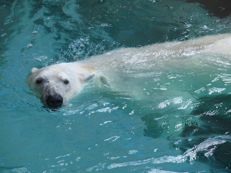 polar-bear-74383_960_720