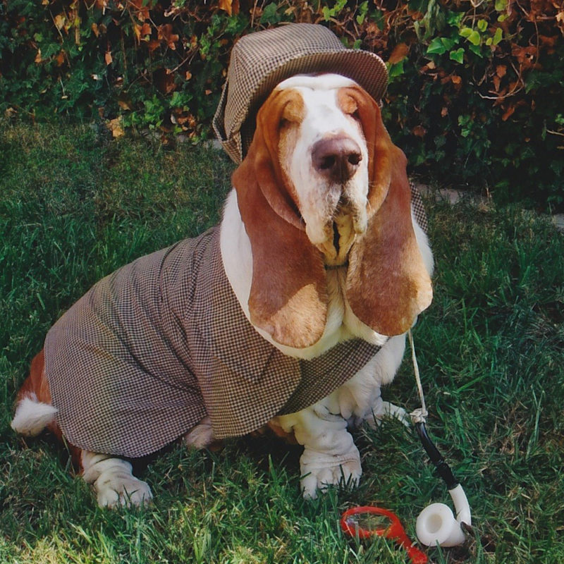 Sherlock Dog Costume