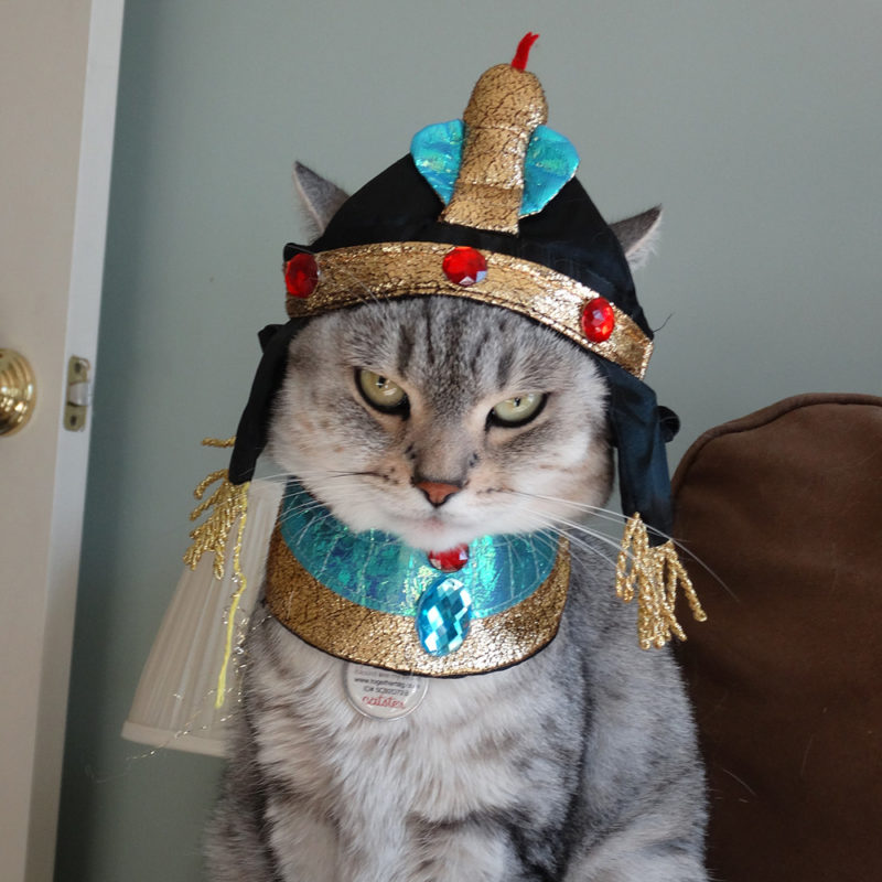 Bastet Cat Costume