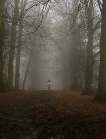 Haunted Forests