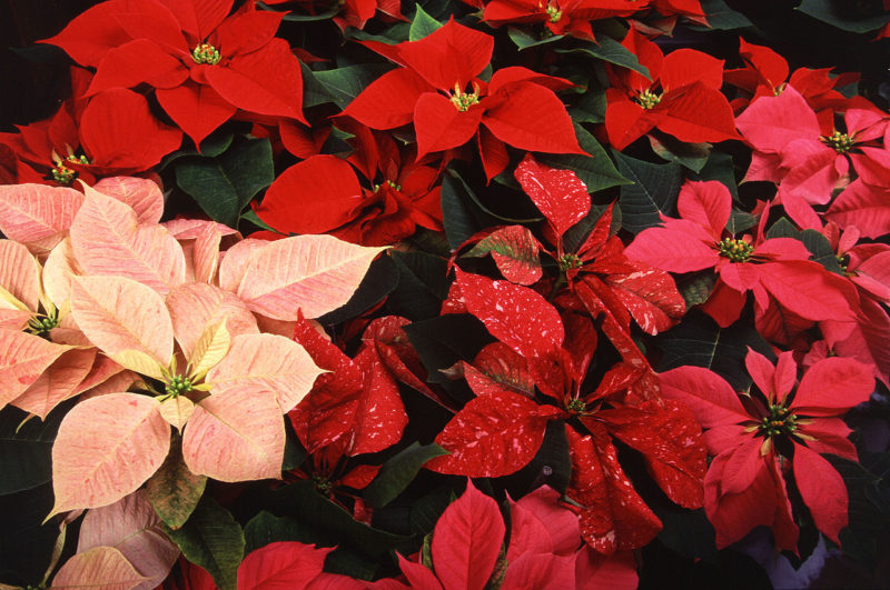 poinsettia