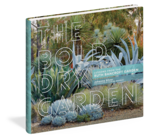 the bold dry garden