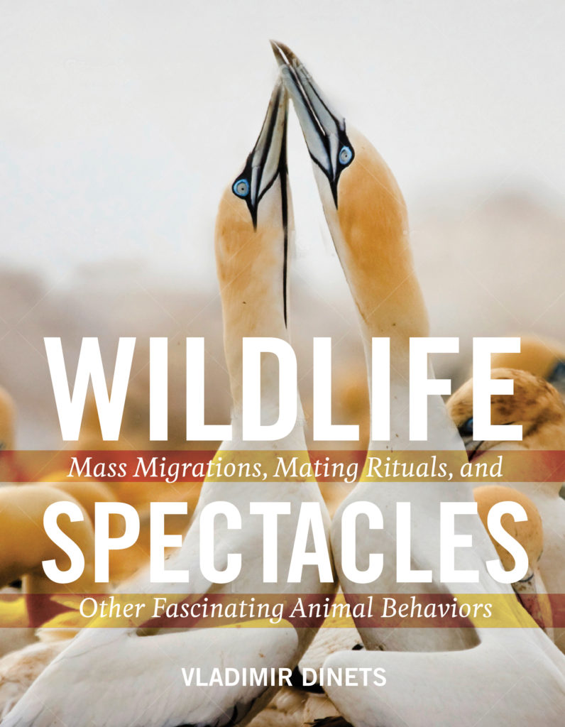 wildlife spectacles