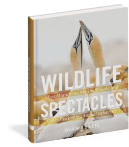 wildlife spectacles