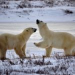 Polar Bear Expedition