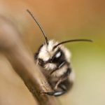 10 Fun Facts About The Mason Bee