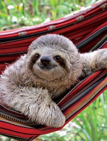 Sloth Image 1