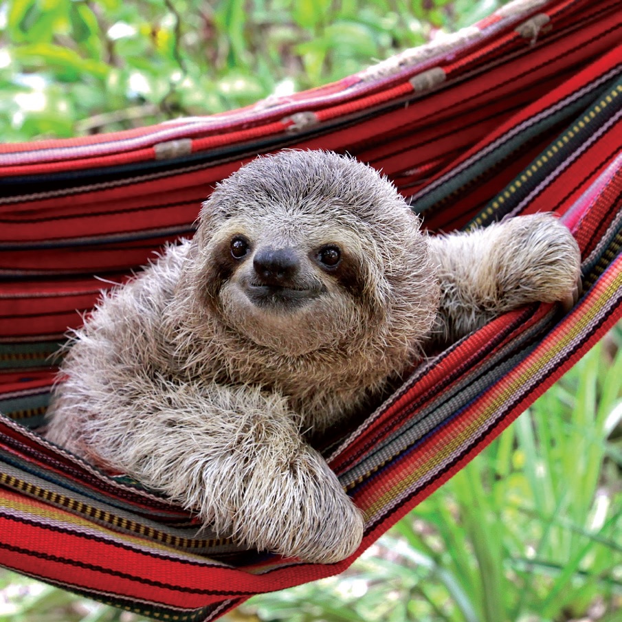 Sloth Image 1