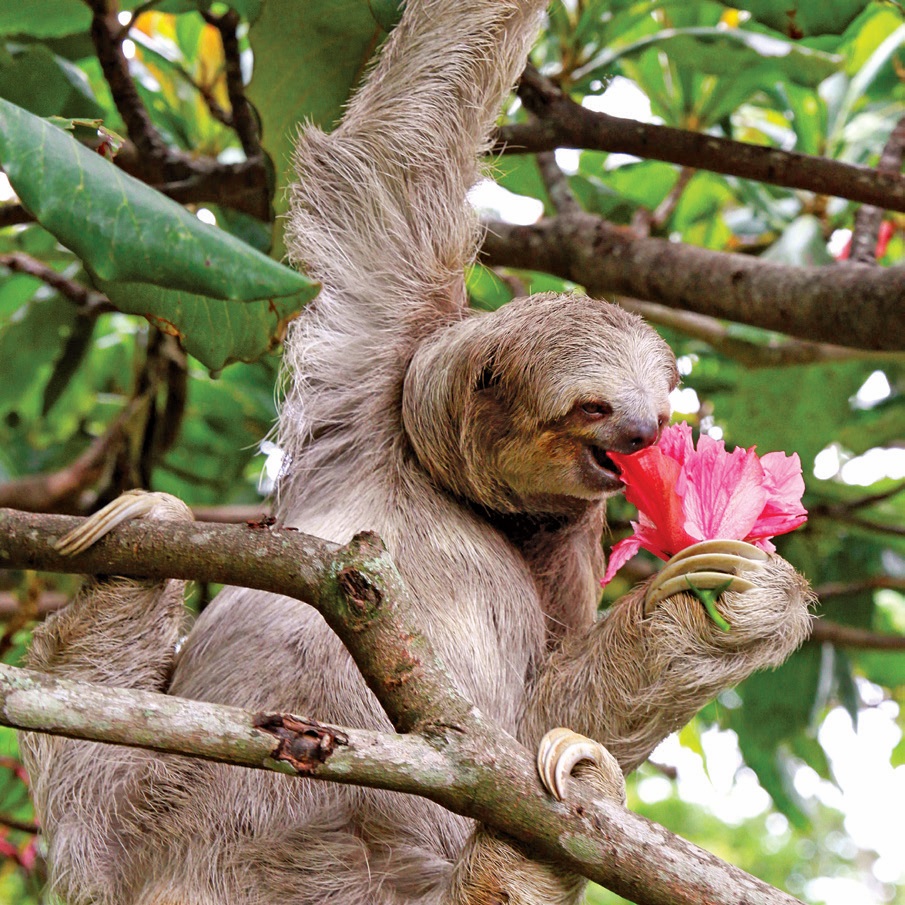 Sloth Image 2