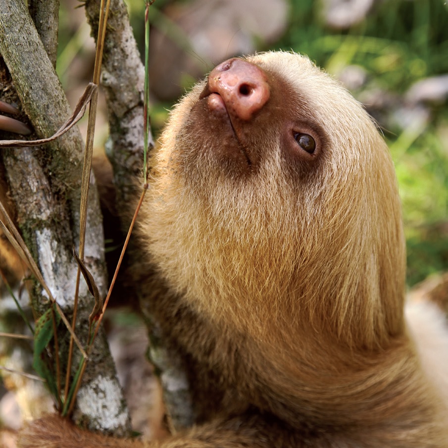 Your New Mindfulness Guru Is Here with Life in the Sloth Lane - Workman  Publishing