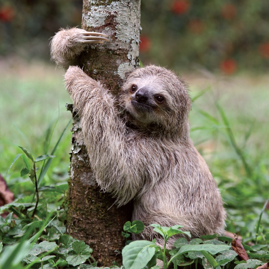 Sloth Image 5