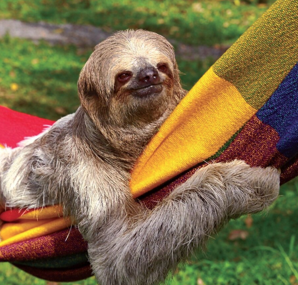 Sloth Image 3