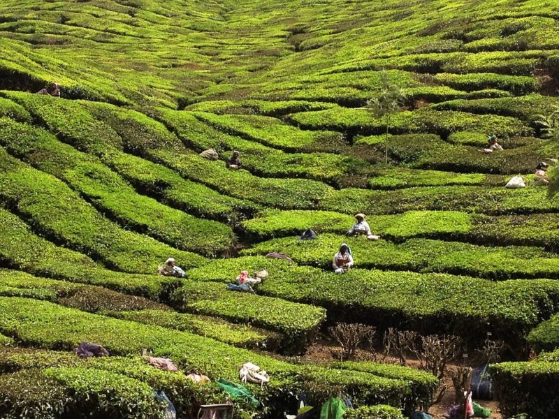 Kerala, India plantation