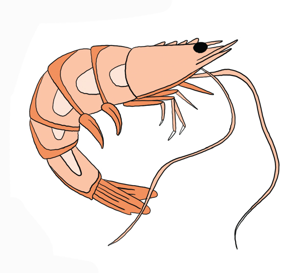 drawing of a shrimp to symbolize shrimp farming slavery